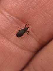Magdalis ruficornis