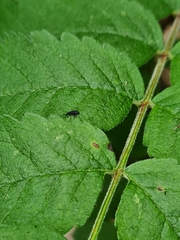 Magdalis ruficornis