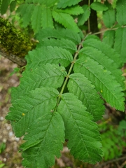 Magdalis ruficornis