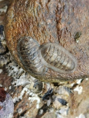 Ischnochiton hakodadensis