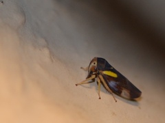 Balcanocerus provancheri