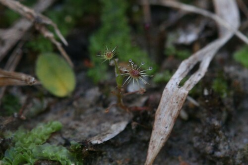 Drosera banksii