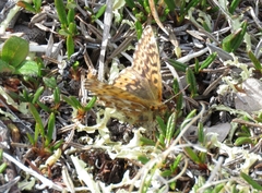 Boloria freija