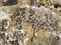Littorina brevicula