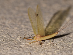 Potamanthus luteus
