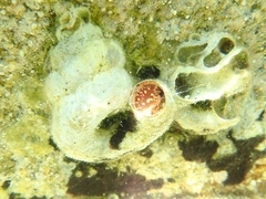 Thylacodes arenarius