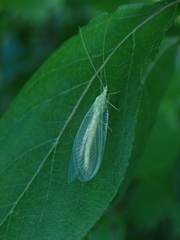 Nineta vittata