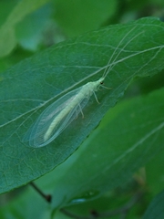 Nineta vittata