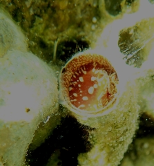 Thylacodes arenarius