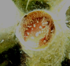 Thylacodes arenarius