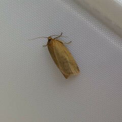 Zelotherses paleana