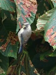 Cyanistes caeruleus