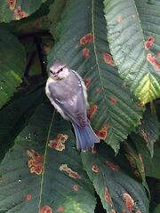 Cyanistes caeruleus