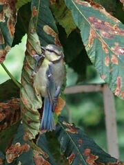 Cyanistes caeruleus