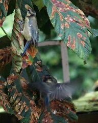 Cyanistes caeruleus