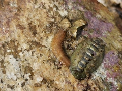 Polynoidae