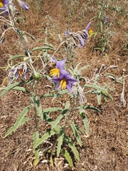 Solanum elaeagnifolium