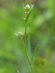 Asperula tinctoria