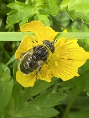 Eristalinus sepulchralis