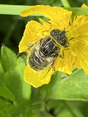 Eristalinus sepulchralis