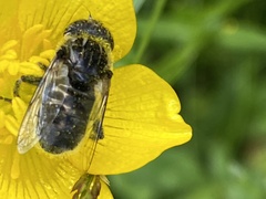 Eristalinus sepulchralis
