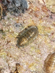 Ischnochiton hakodadensis