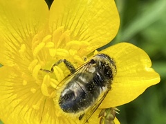 Eristalinus sepulchralis