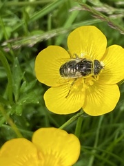 Eristalinus sepulchralis