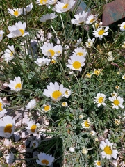 Anthemis cretica