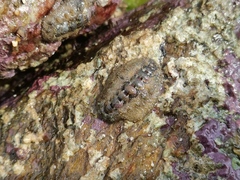 Acanthochitona rubrolineata