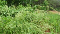 Sphenopholis obtusata