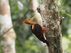 Reinwardtipicus validus