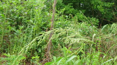 Sphenopholis obtusata