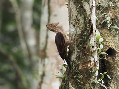 Reinwardtipicus validus