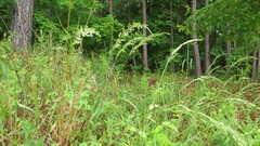 Sphenopholis obtusata