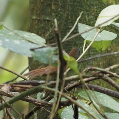 Cyanoderma erythropterum