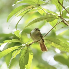Rubigula erythropthalmos