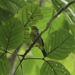 Aegithina viridissima