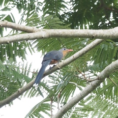 Zanclostomus javanicus
