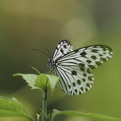 Ideopsis gaura