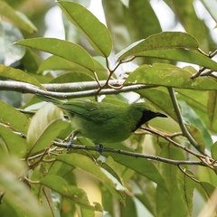 Chloropsis cyanopogon