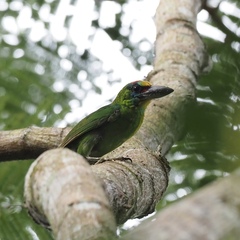 Psilopogon mystacophanos