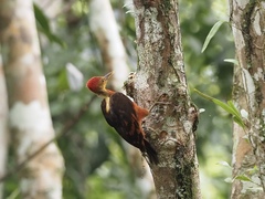 Reinwardtipicus validus