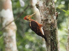 Reinwardtipicus validus