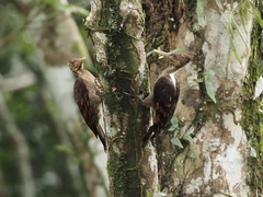 Reinwardtipicus validus