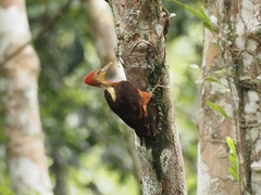 Reinwardtipicus validus