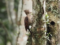 Reinwardtipicus validus