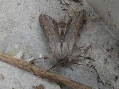 Cucullia chamomillae