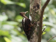 Reinwardtipicus validus