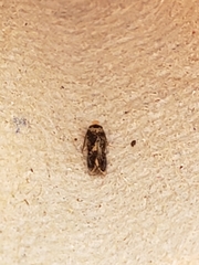 Monopis weaverella